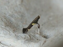 Caloptilia umbratella