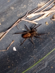 Alopecosa albofasciata