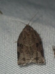 Archips grisea