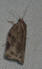 Archips grisea