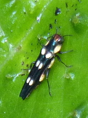 Agrilus xanthonotus