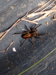 Alopecosa albofasciata