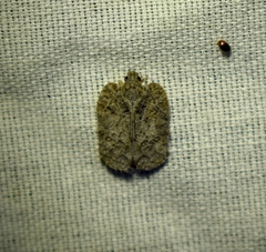 Flatoidinus punctatus