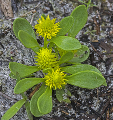 Polygala nana