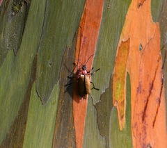 Chauliognathus cinguliventris