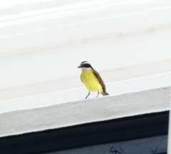 Pitangus sulphuratus