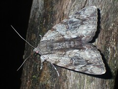 Catocala insolabilis