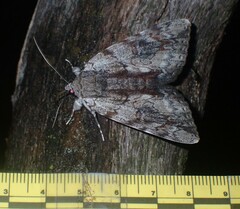 Catocala insolabilis