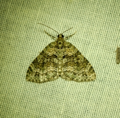 Hammaptera parinotata