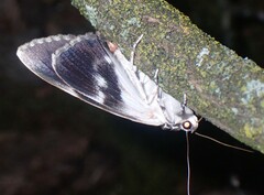 Catocala insolabilis