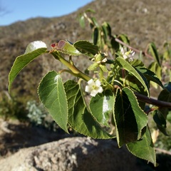 Jatropha vernicosa
