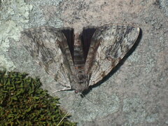 Catocala insolabilis