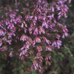 Erica australis