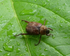 Hoplia trifasciata