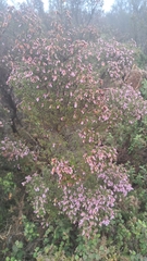 Erica australis