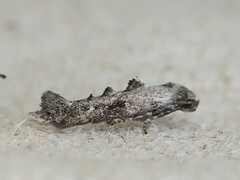 Epermenia albapunctella