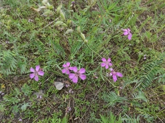 Dianthus repens
