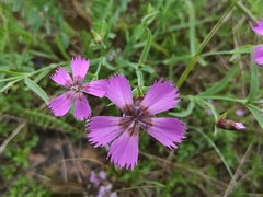 Dianthus repens