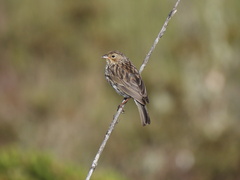 Geospizopsis unicolor
