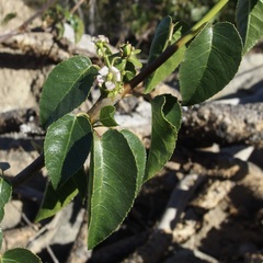 Jatropha vernicosa