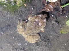 Limnonectes fujianensis