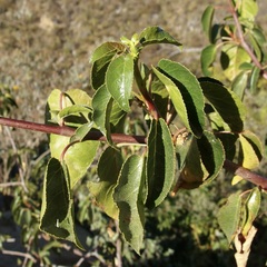 Jatropha vernicosa