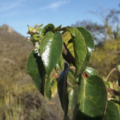 Jatropha vernicosa