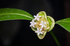 Palicourea glomerulata