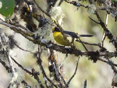 Atlapetes pallidinucha