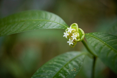 Palicourea glomerulata