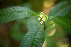 Palicourea glomerulata