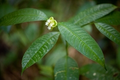 Palicourea glomerulata