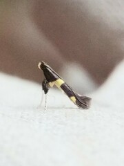 Caloptilia cornusella