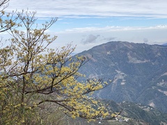 Sassafras randaiense