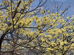 Sassafras randaiense