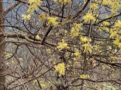 Sassafras randaiense