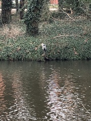 Ardea cinerea