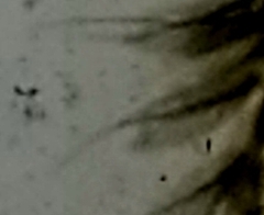 Leptophlebia