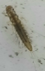 Leptophlebia