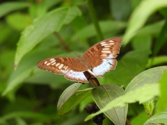 Tanaecia cocytina