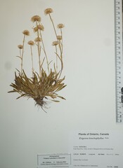 Erigeron lonchophyllus