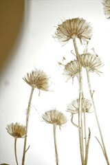 Erigeron lonchophyllus