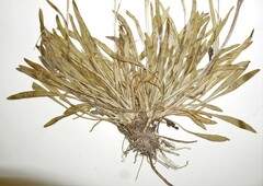 Erigeron lonchophyllus