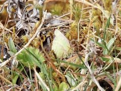 Colias dimera