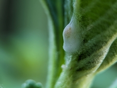 Macugonalia leucomelas