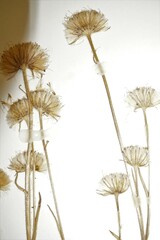 Erigeron lonchophyllus