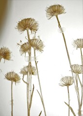 Erigeron lonchophyllus