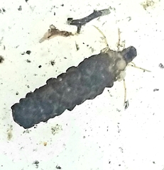 Odontoceridae
