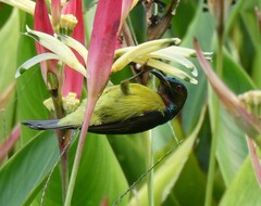 Anthreptes malacensis