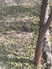 Argya striata